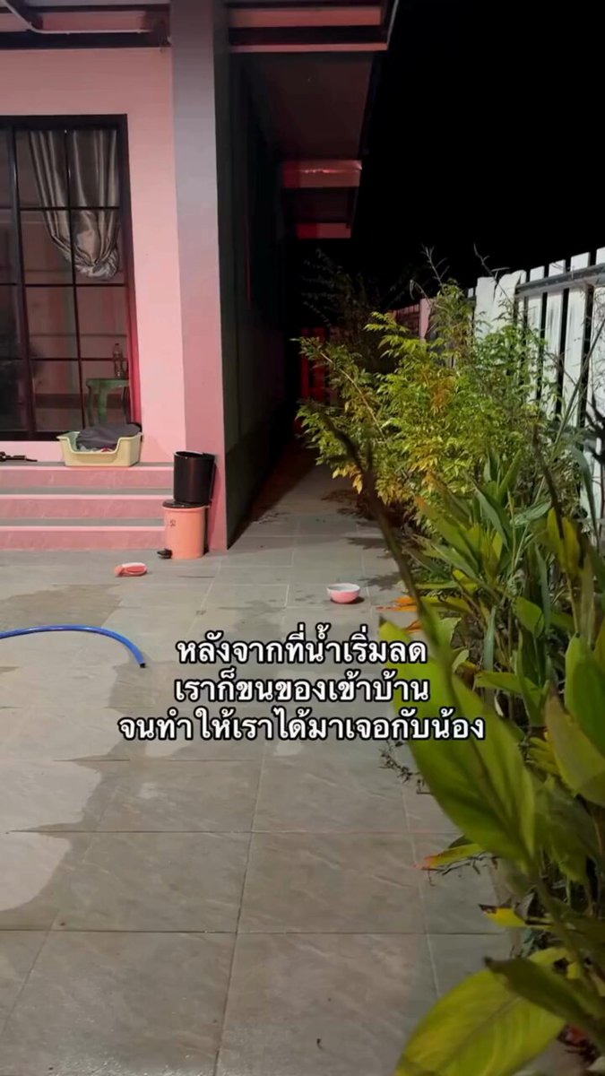 เจ้าของโพสต์บอก หลังจากที่น้ำเริ่มลด เจอวันแรกน้องมาร้องเดินรอบบ้าน น่าจะปวดท้อง หาที่คลอด เราเลยให้อาหารไปแล้วน้องก็เงียบหายไปเลย พอผ่านมาอีก 1 วัน ตอนกลางคืนน้องมาเขี่ยถังขยะเล่น เราคิดว่าน่าจะหาแมลง เราออกมาหาถึงรู้ว่าน้องคลอดแล้ว 🥹💕 📸 : nonla.nee