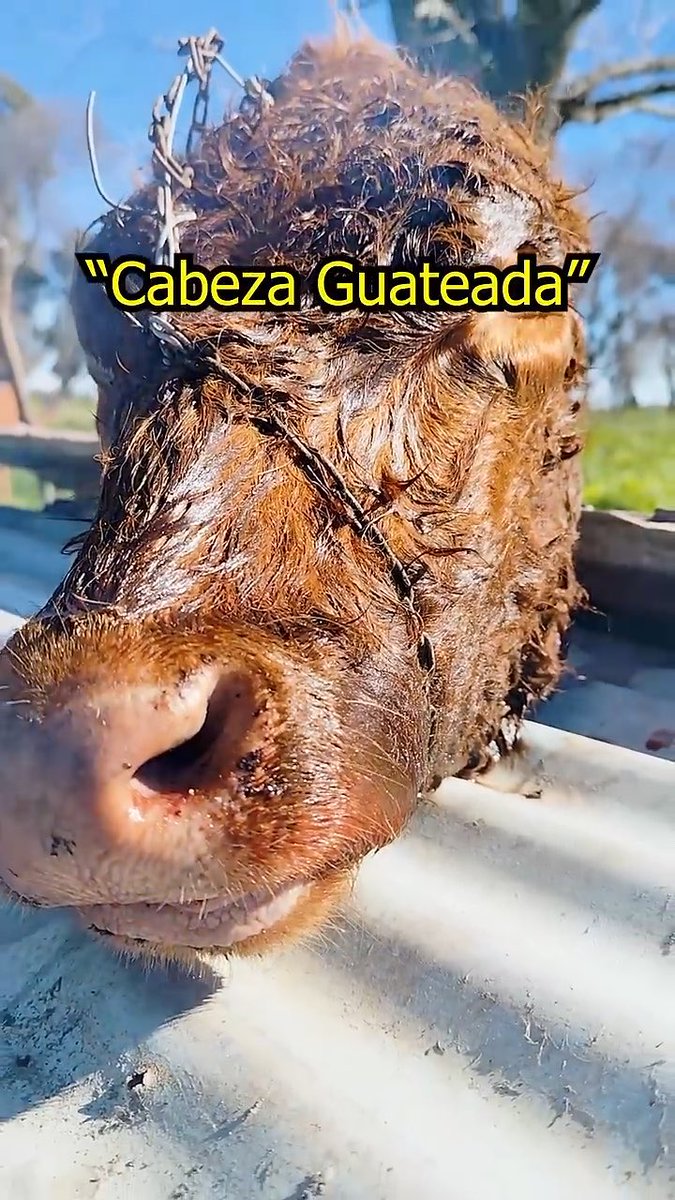 No lo compartas con tu amigo vegano ☠️💀 Mi plato favorito ❤️