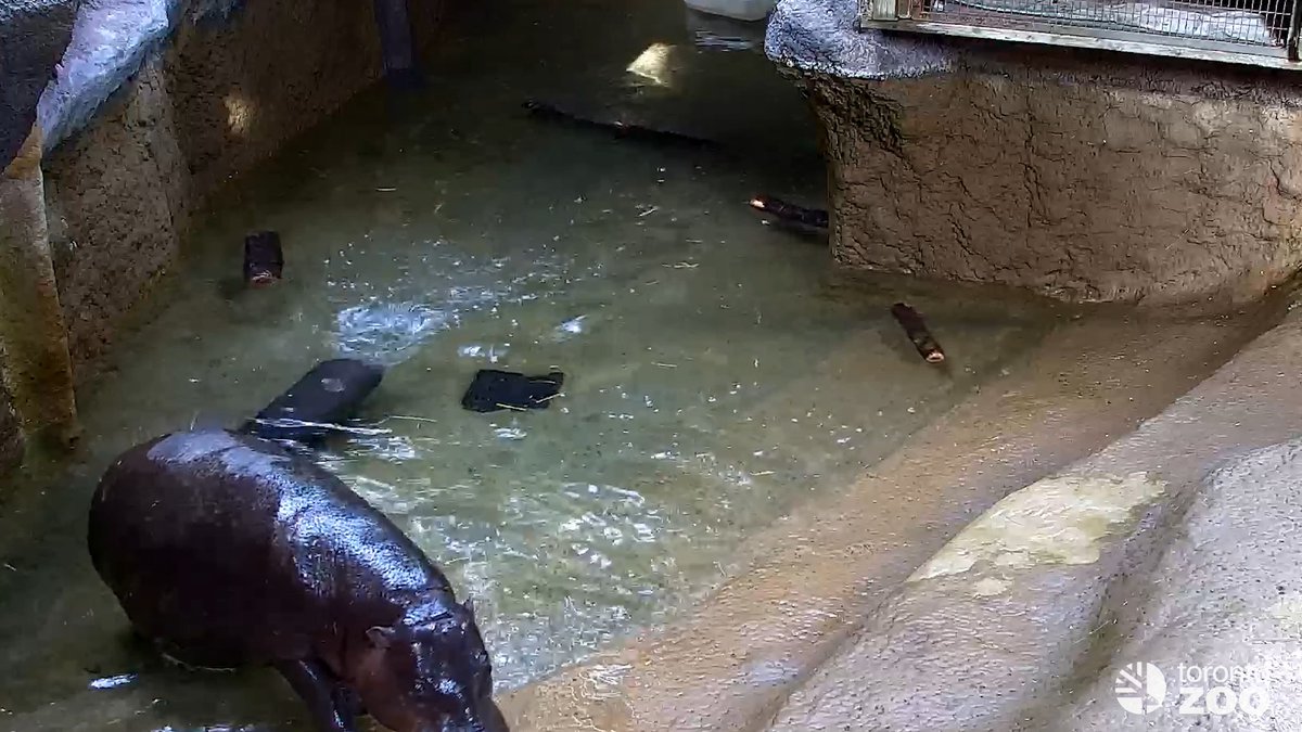 Can’t get enough of #Maple? Viewing her just got even easier ahead of the #Thanksgiving long weekend 👀🍁 Thanks to our conservation partners at zoolife | The world’s online zoo 🌱, you can tune in for free (and daily) through November 9, 2026 from 10am-2pm: 🦛 Want camera control and access to even more animal habitats from around the world, including a number of other species at your Toronto Zoo? Subscribe at where 50% of proceeds support continued conservation science efforts at your Toronto Zoo 🌱 #TZTinyTank