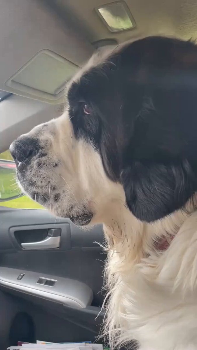 Brutus was clearly a teenager in the 70s and hear tell,he drove a Trans Am with t-tops. When Boston, "More than a Feeling" comes on, it’s mandatory to jam. 😂🤩🐕🎵