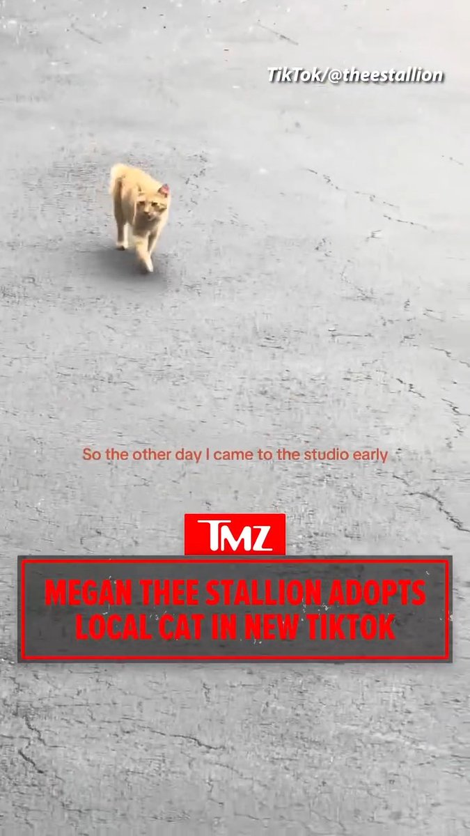 😸💖 Megan Thee Stallion has officially adopted Miso after meeting the stray cat outside her studio. 🎥: TikTok/theestallion