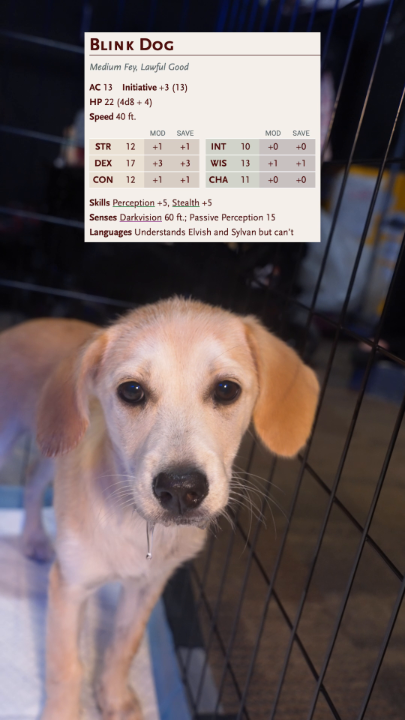 Tiny paws, big stats!