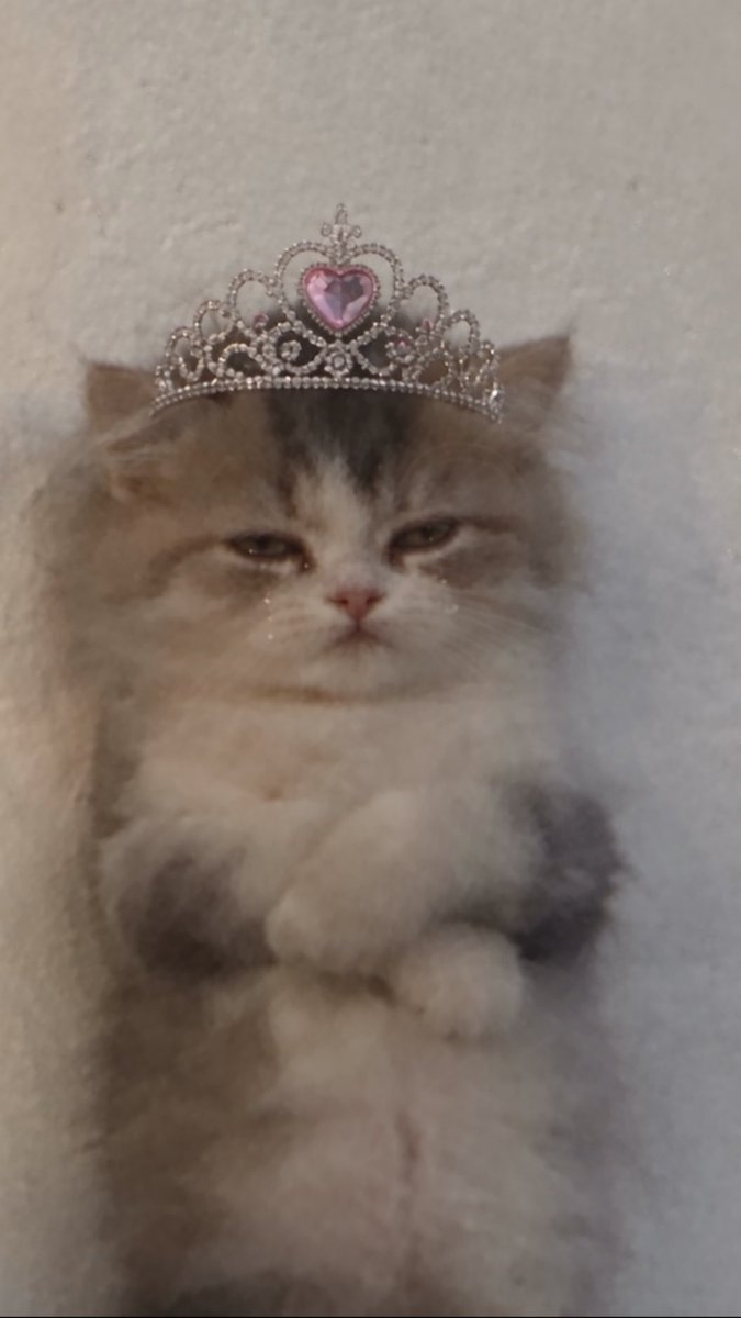 purrincess 🎀💕
