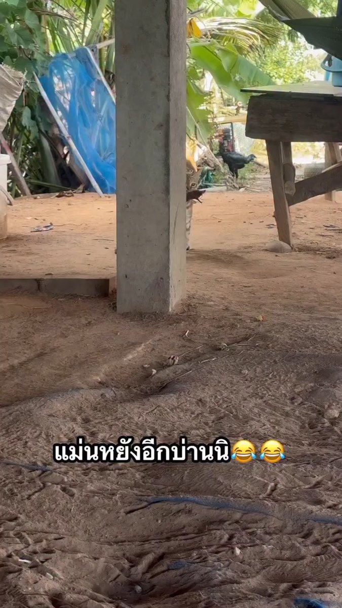 น้องช่างสรรหามาก🤣🤣🤣 คนเลี้ยงแมวจะเข้าใจ5555 น้องจะหาของมาฝากเสมอ5555 ✨Talid Tidtee✨