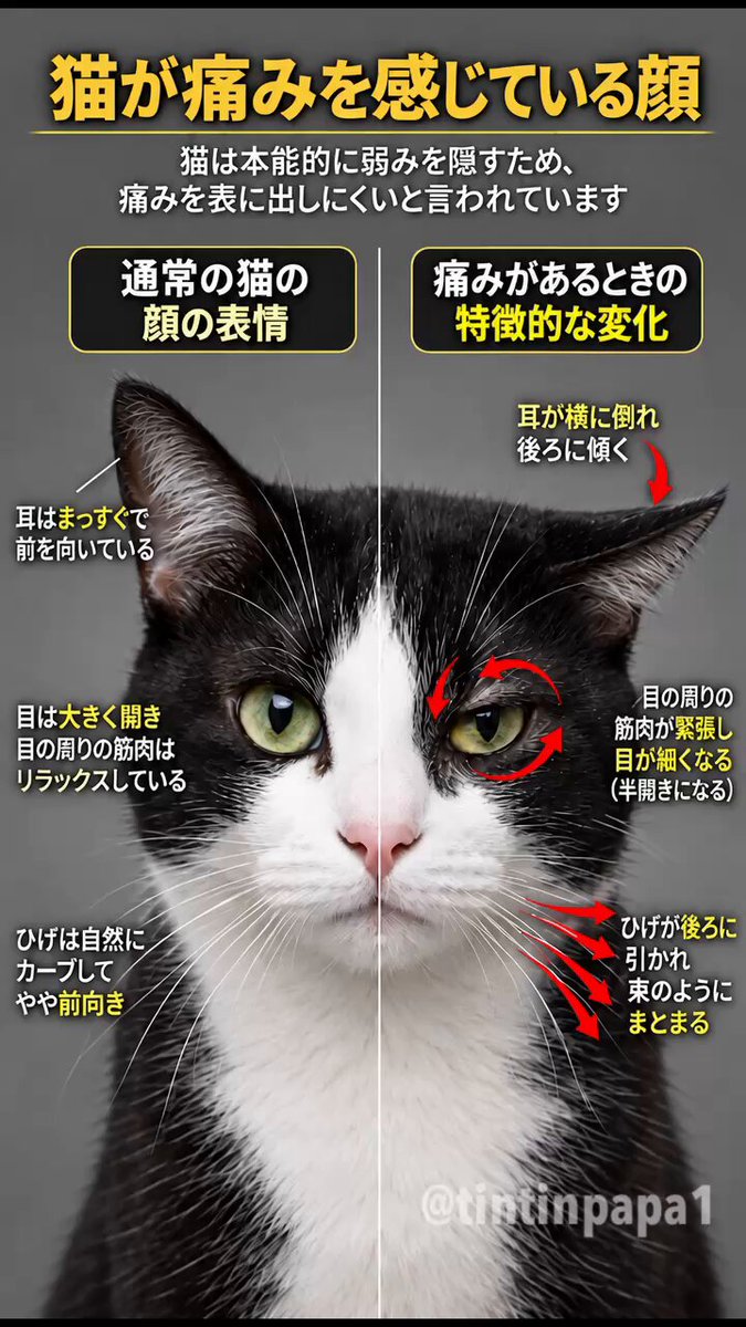 ネコさんは痛みを 隠そうとするので 飼い主さんが いつもと違う表情で 気づいてあげてくださいね😽