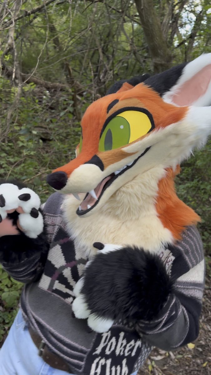 Video of the Fox Premade in action! No bids.. yet 👀 Link to the auction is below!