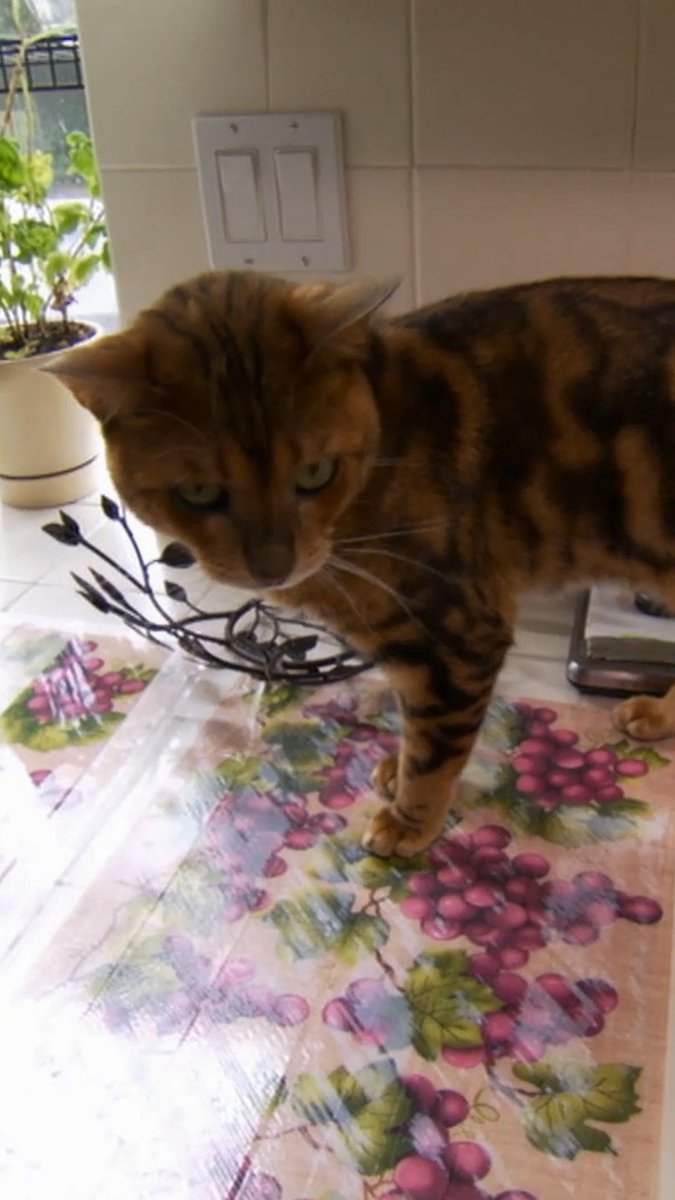 How to cure a counter-surfing cat 📋 #Cats101 #cat #kitty
