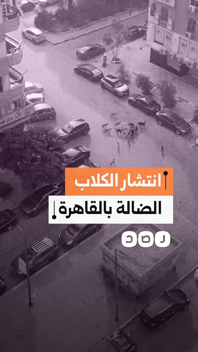 مواطن يوثق وجود أعداد كبيرة من الكلاب الضالة ما يعرض السكان للخطر في محافظة القاهرة