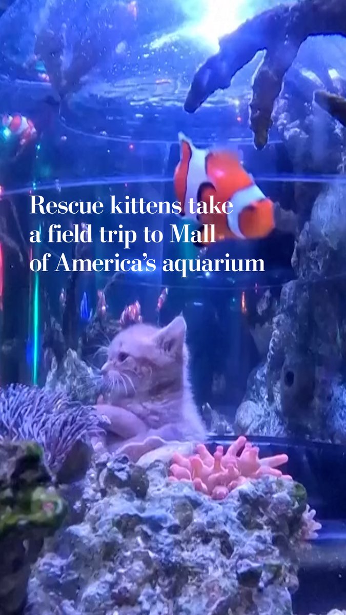 More than a dozen kittens from the Bitty Kitty Brigade, a no-kill rescue, took part in their sixth annual field trip to SEA LIFE at Mall of America.