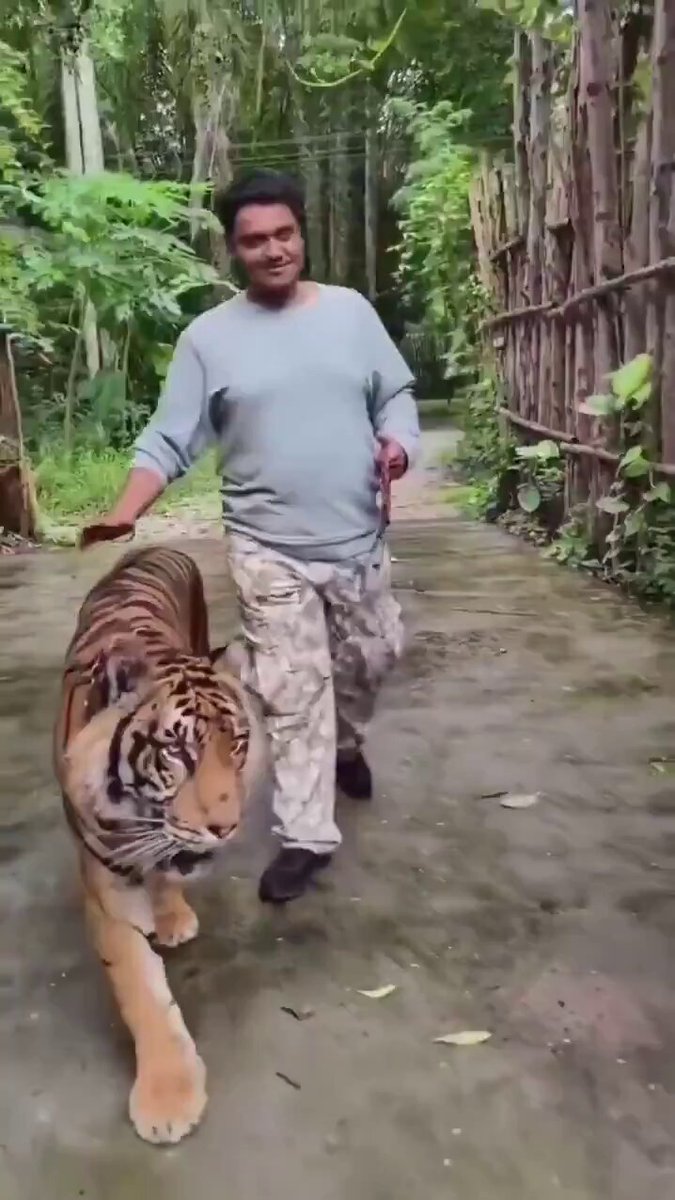 ❗️HASSAS! Tayland'da bir turiste, fotoğraf çektirmek istediği kaplan saldırdı.