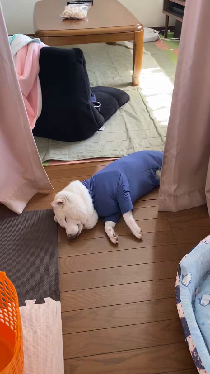 ケージから出せと言うので出してあげました…結局寝るだけなんだね