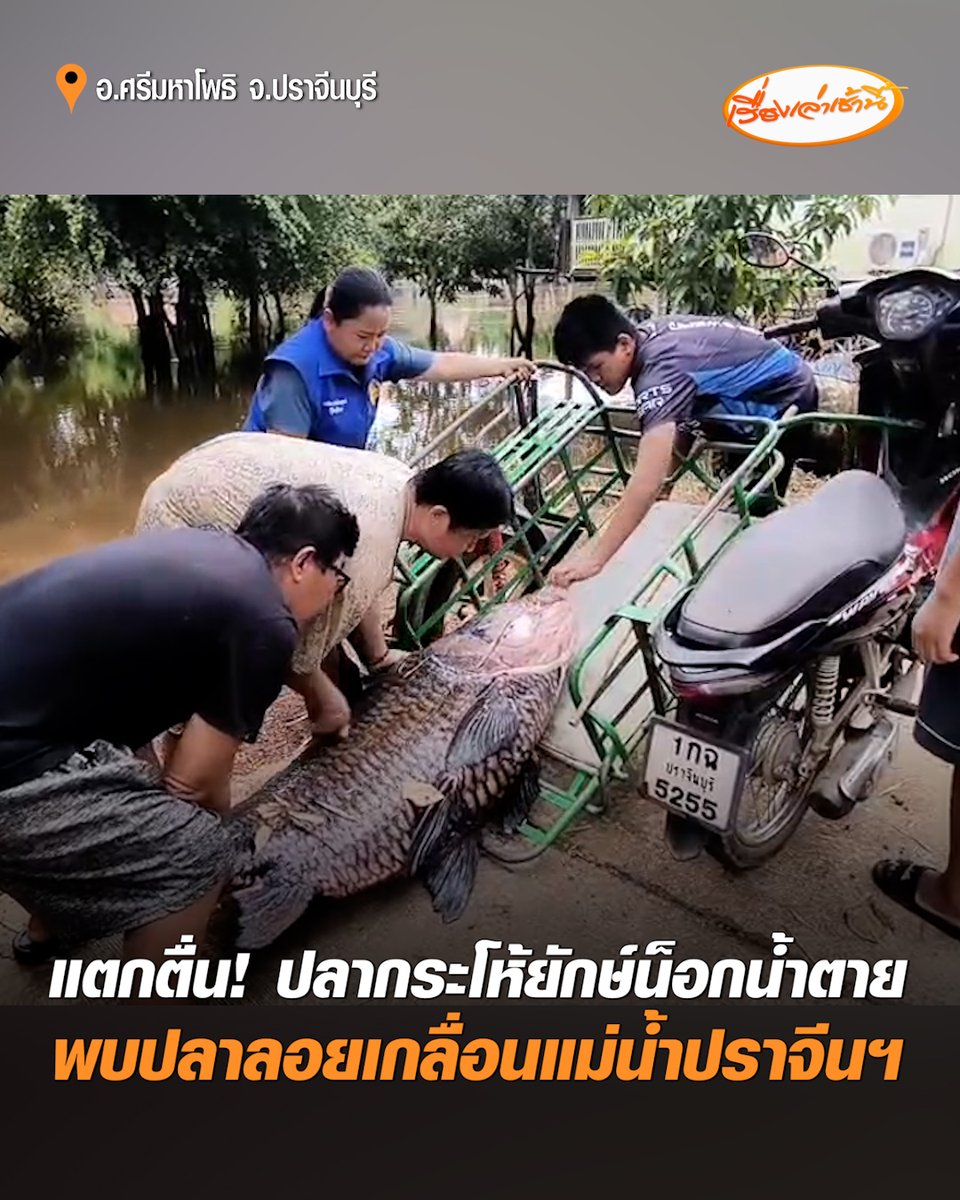 ชาวบ้านแตกตื่น! ปลากระโห้ยักษ์หนักเกือบ 100 กิโลกรัมน็อกน้ำตาย ตรวจสบพบปลานานาชนิดลอยเกลื่อนแม่น้ำปราจีนบุรี ปลาทับทิมตายยกกระชัง เจ้าหน้าที่เร่งตรวจคุณภาพน้ำหาสาเหตุ #เรื่องเล่าเช้านี้ #ครอบครัวข่าว3 #ข่าวภูมิภาค #ปราจีนบุรี