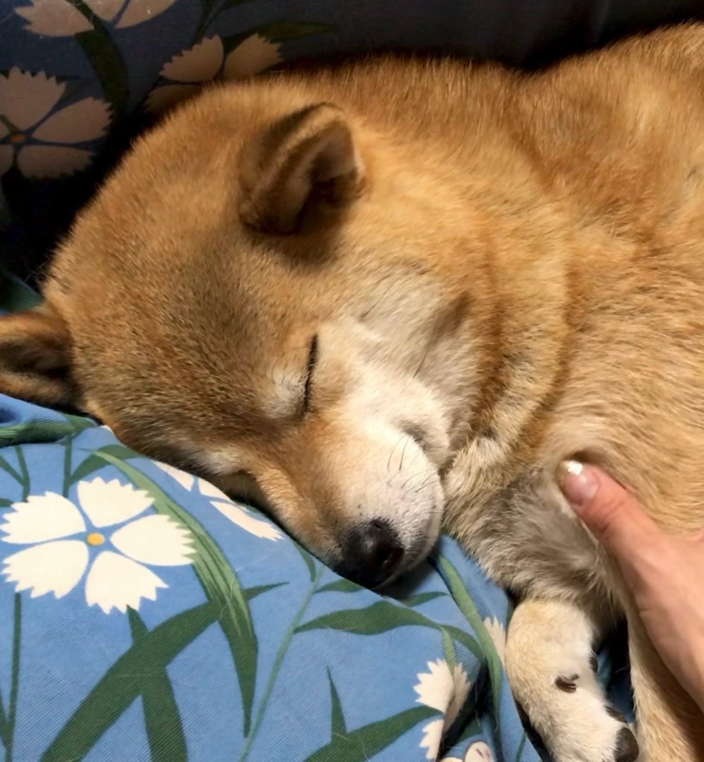 🐾ムニムニしてたら寝ちゃった💤🐕 (2020頃) #柴犬