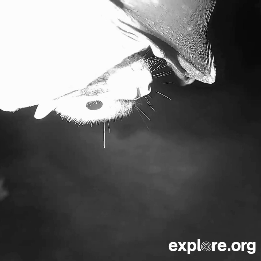 Happy spooky season from our live bat cam friends 🦇