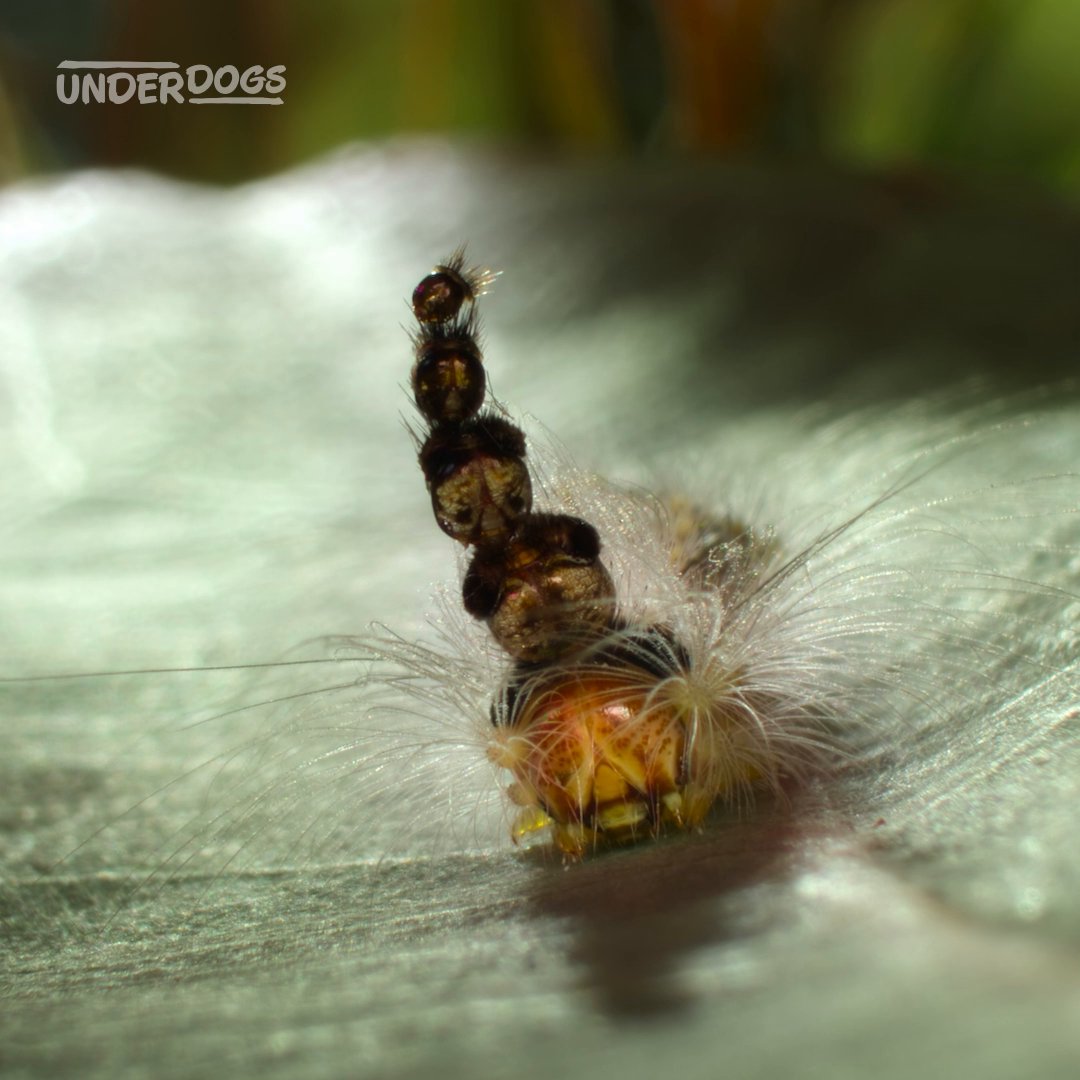 There's more to the mad hatterpillar than funky headwear. By wearing the stacked remains of its old head capsules, it confuses predators, giving it more time to escape. 🎩 #Underdogs is streaming on Disney+ and Hulu.