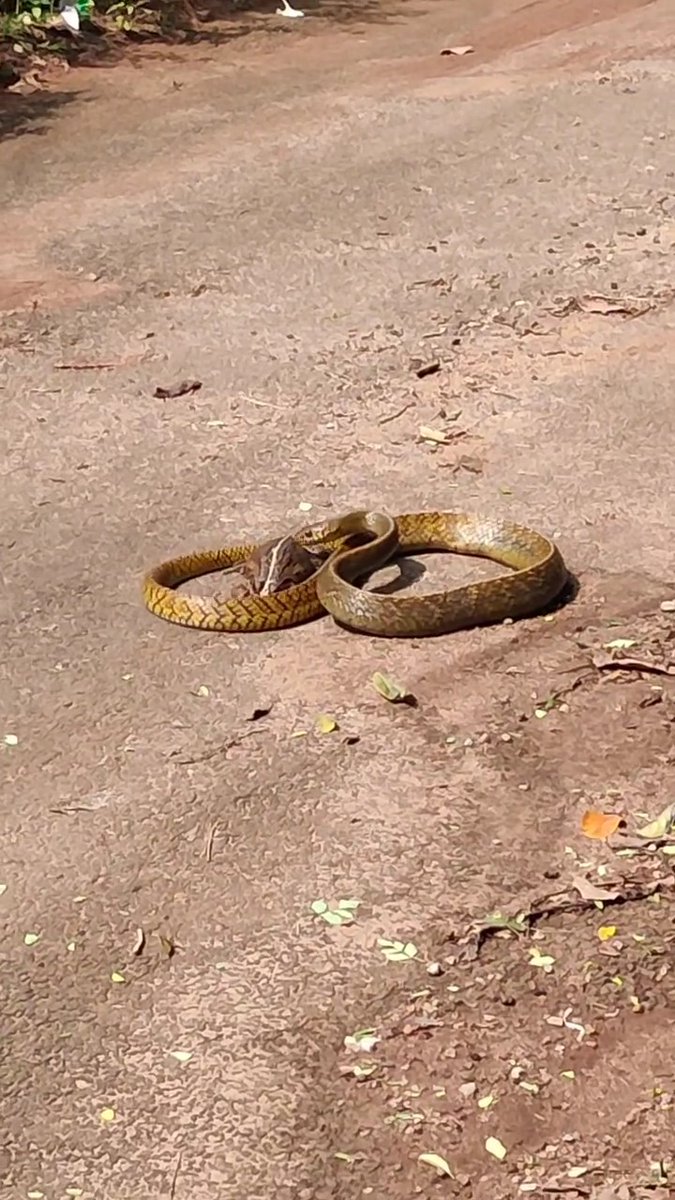🐍For the first time in my life I saw a snake preparing it's own lunch 🐸