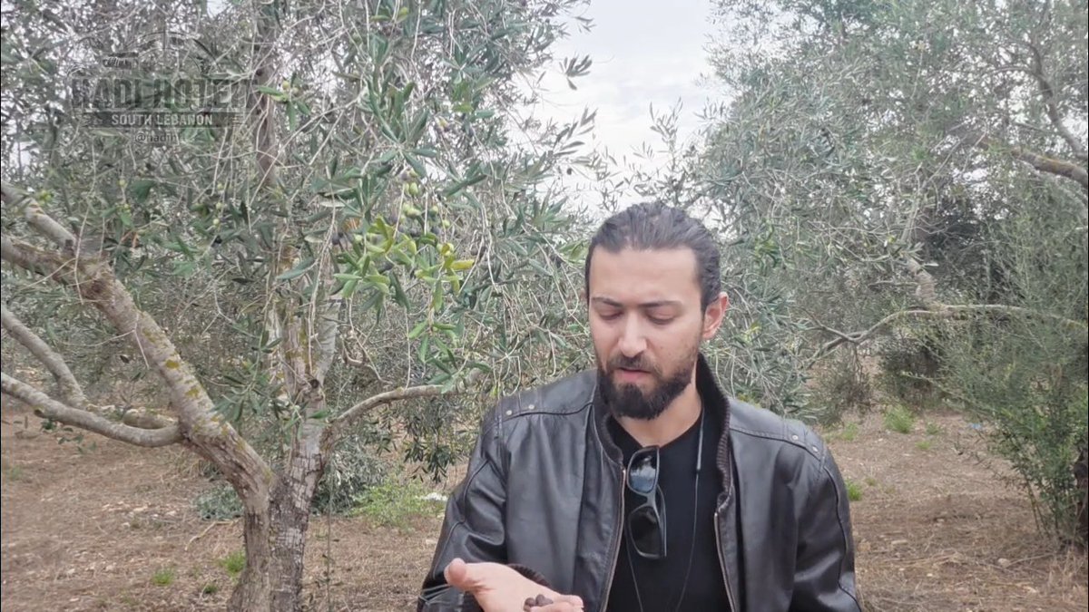 It's olive harvesting season in South Lebanon.. But because of Israeli continuous terrorism, 2 men were murdered today while visiting their orchards in Froun and Yater. I recorded this video while 2 Israeli warplanes, mostly F16, were above me heading to target Houjeir Valley: