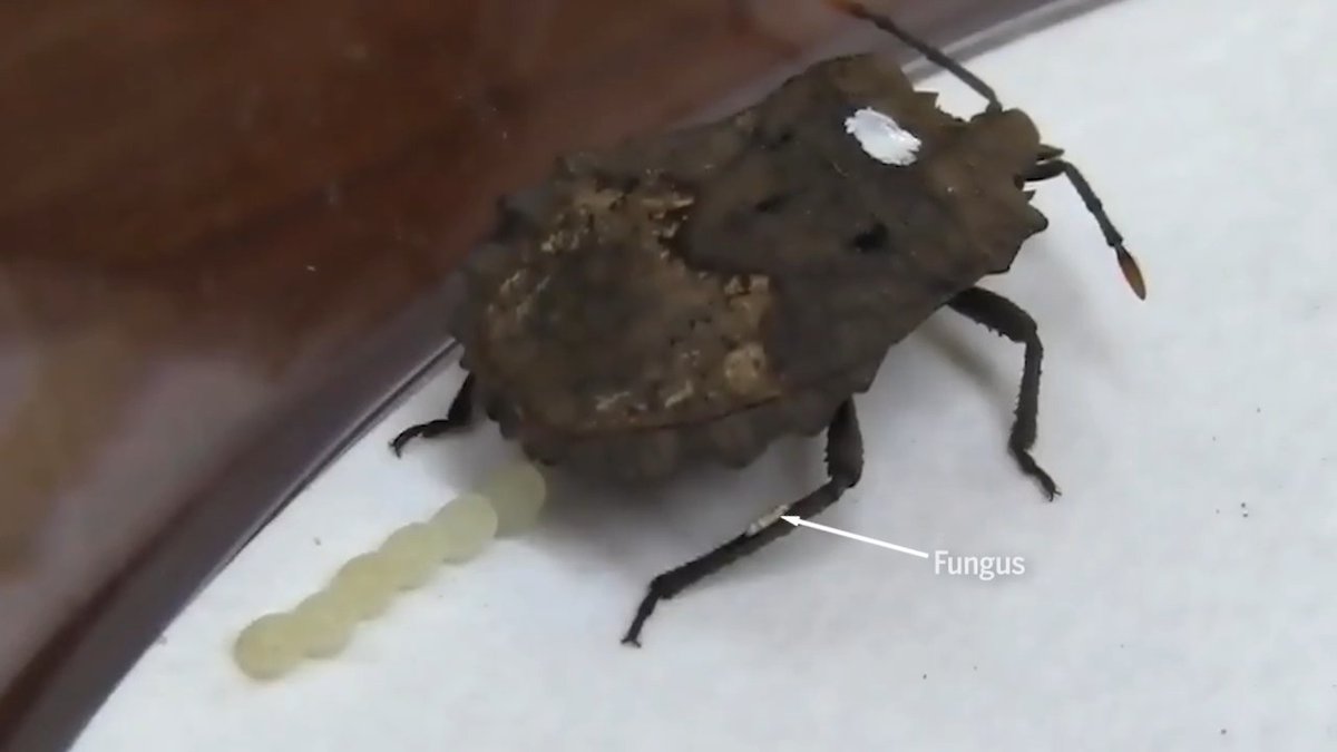 Fungi coat the eggs of stinkbugs, creating a shield that protects the embryos from parasitic wasps, researchers reported last year. Learn more: #ScienceMagArchives