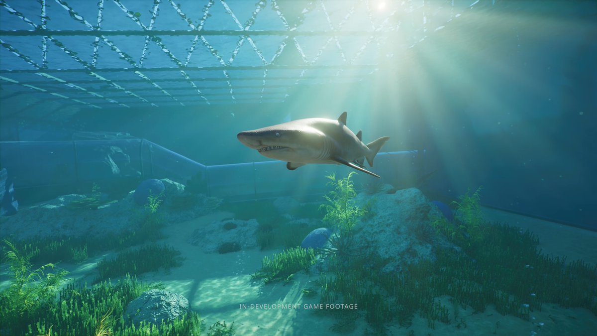 Introducing the Sand Tiger Shark, coming to Planet Zoo 2 at launch! Pre-order now and get ready to welcome them to your zoos on October 13: