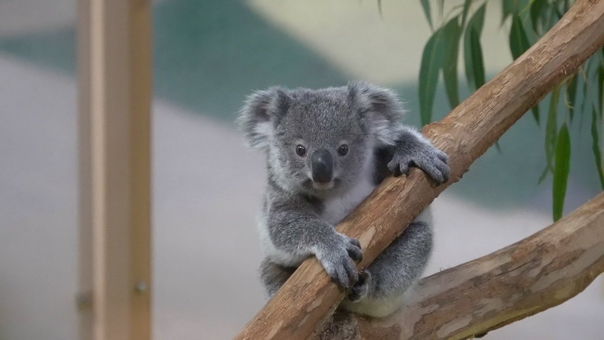 ひとりであそべるもん。 #横浜市立金沢動物園 #キクタロー