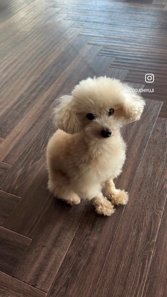 溝口勇児の愛犬ムサシが可愛すぎる💕 「待て」やらの「よし💕」に めちゃくちゃ溝口さんの愛を感じた✨ ミゾのゆる部屋にムサシいて欲しい! #ミゾのゆる部屋 溝口勇児 | YOAKE Group CEO