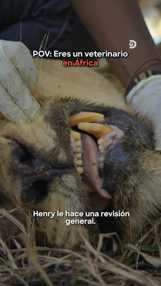 Un trabajo un poco riesgoso #ElReinoDeLaSabana #Discovery