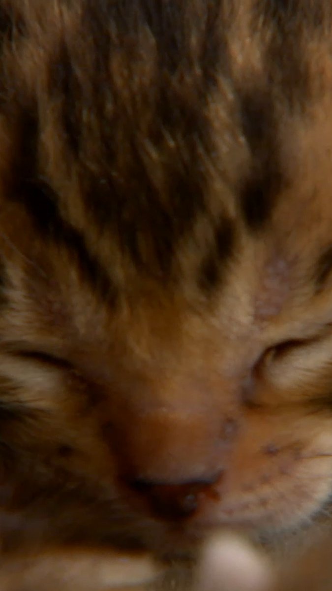 Welcoming adorable newborn bengals 🐈🥰 #TooCute #bengals #kitten