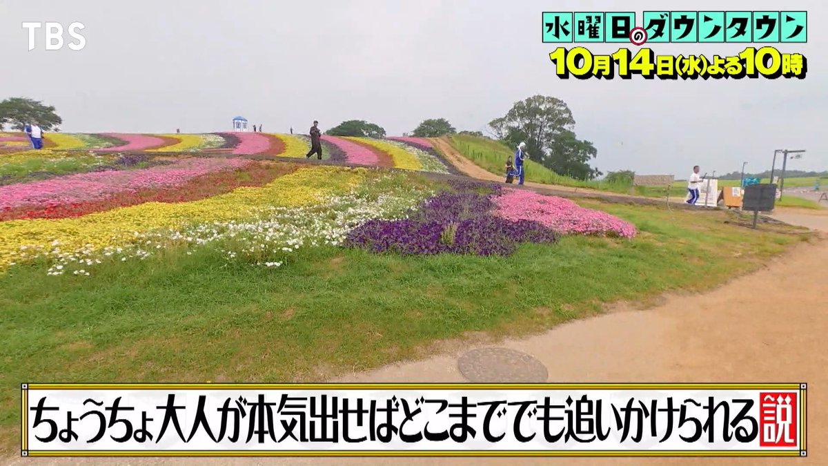 明日14日の『水曜日のダウンタウン』の放送は･･･▼ちょうちょ、大人が本気出せばどこまででも追いかけられる説 自ら羽化させた１匹の蝶を芸人たちがひたすら追跡！学術的にも前例のない"大人の自由研究"その結末とは…？ #水曜日のダウンタウン #tbs