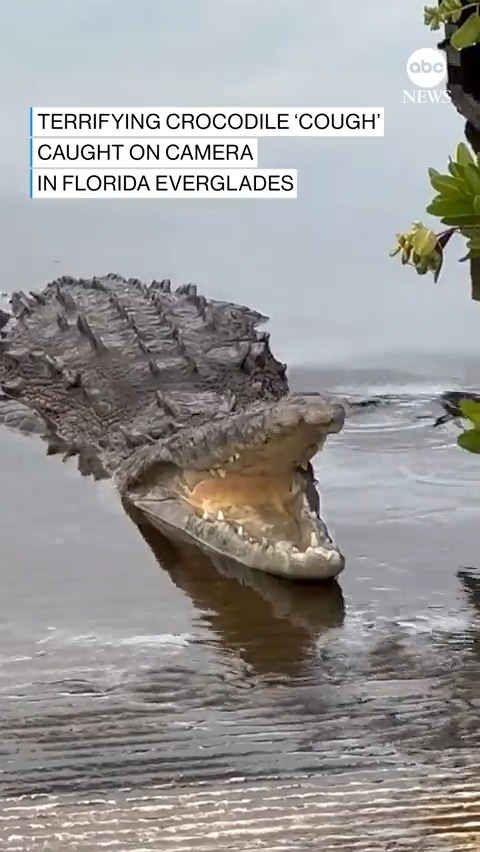 Have you ever seen a crocodile coughing? [📹 Kymberly Clark / Storyful]