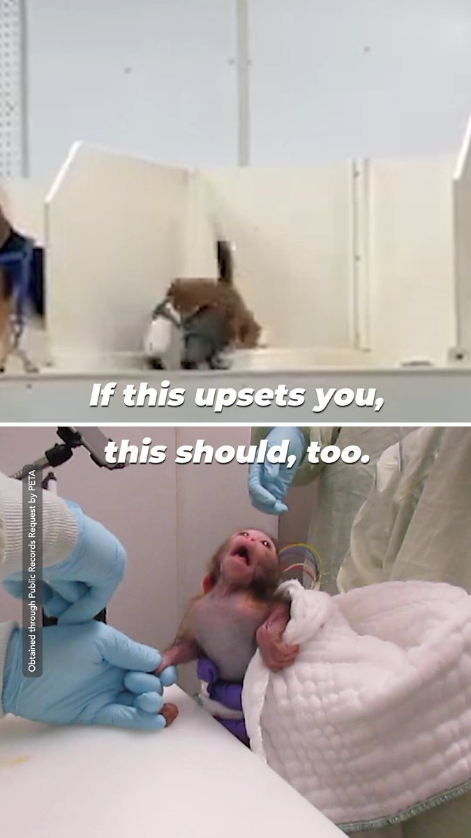 They both feel pain, fear, and donโt want to die in a nightmarish lab ๐ If you know this is wrong, no matter the species, take action for the baby monkeys suffering at University of Washington!