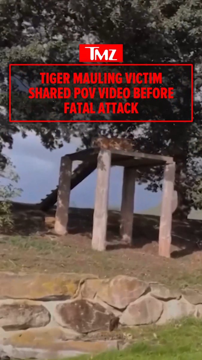 Tiger mauling victim filmed himself approaching animal before death.