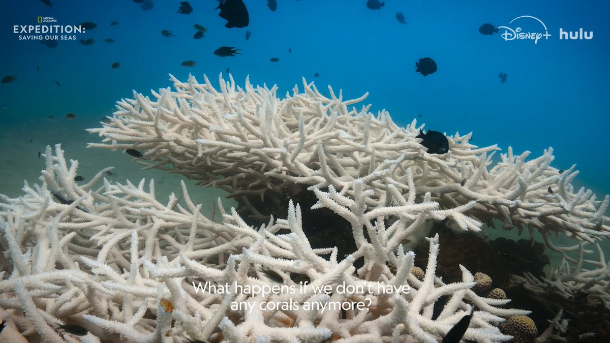 Presented by National Geographic Society in partnership with @Rolex. In the face of a changing world, these explorers are not giving up hope for our seas.