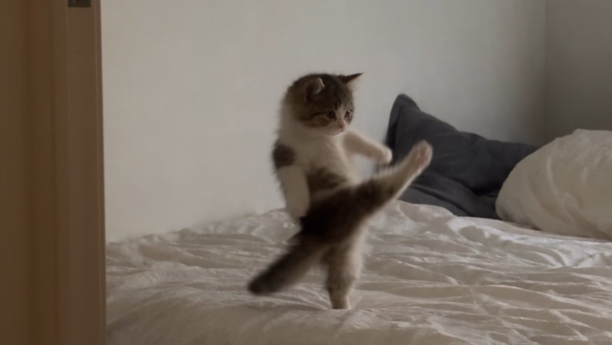 kung fu cat