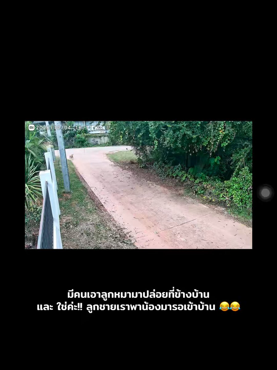 คลิปนี้น่ารักมาก มีคนเอาลูกหมามาปล่อย หมาที่บ้านก็ไปชวนน้องมาอยู่บ้านด้วยเลย มีการหยุดรอ เลี้ยวกลับมาชวนน้องอีกนะ