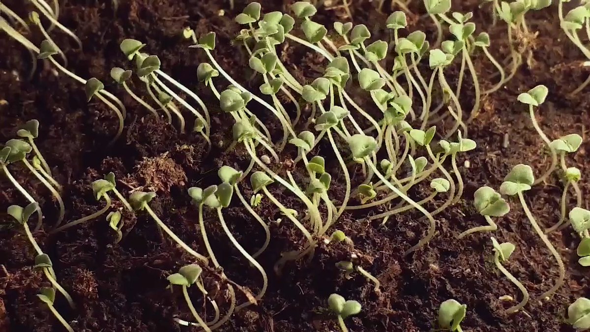 Plants don’t have eyes or brains. How do they know where light is coming from? Seedlings “see” with their whole bodies.