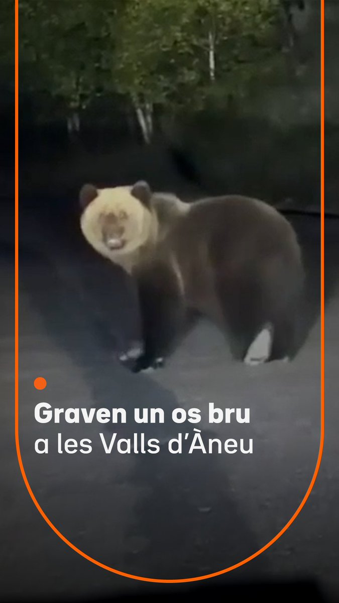 Graven un os bru a les Valls d’Àneu. L'animal va aparèixer a la carretera que connecta els nuclis de Sorpe i Borén, al municipi d'Alt Àneu