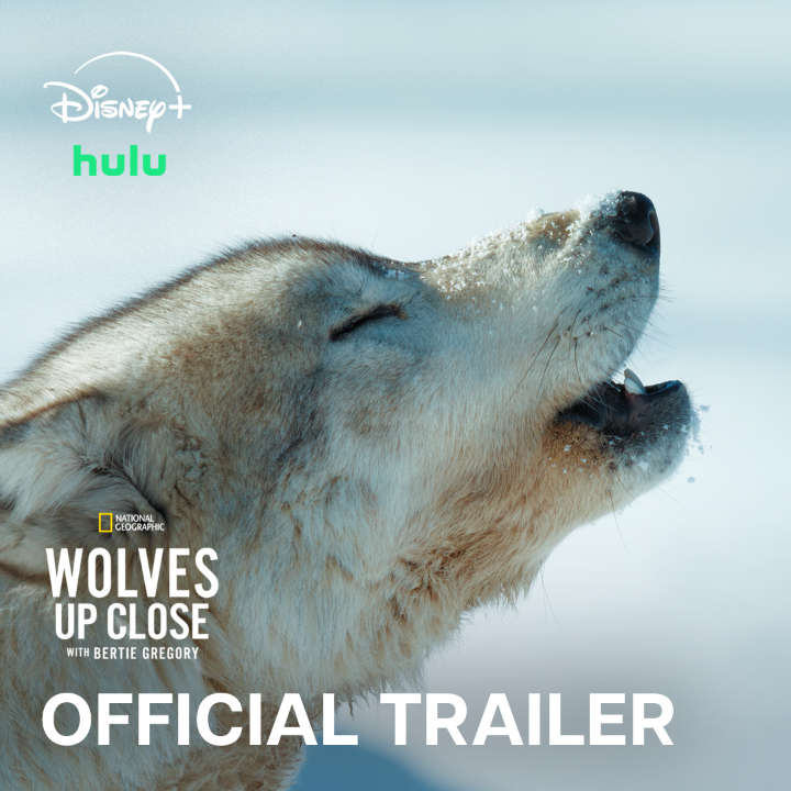 Keeping up with a pack of hunting wolves is just another day at the office for Bertie Gregory and his team. #WolvesUpClose with Bertie Gregory premieres Friday, November 6 at 8/7c on National Geographic. Streaming on Disney+ and Hulu.
