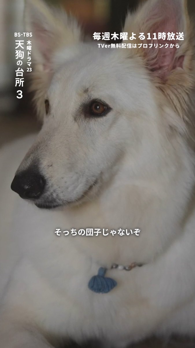 ︎︎第3話|そっちの団子じゃないぞ 続きはこちら👺 【#天狗の台所 Season3】 #TVer で1〜3話無料配信中🐕 第4話は10月22日木曜よる11時放送! #駒木根葵汰 #越山敬達 #日下莉帆 #スピカ #角田晃広 #BSTBS
