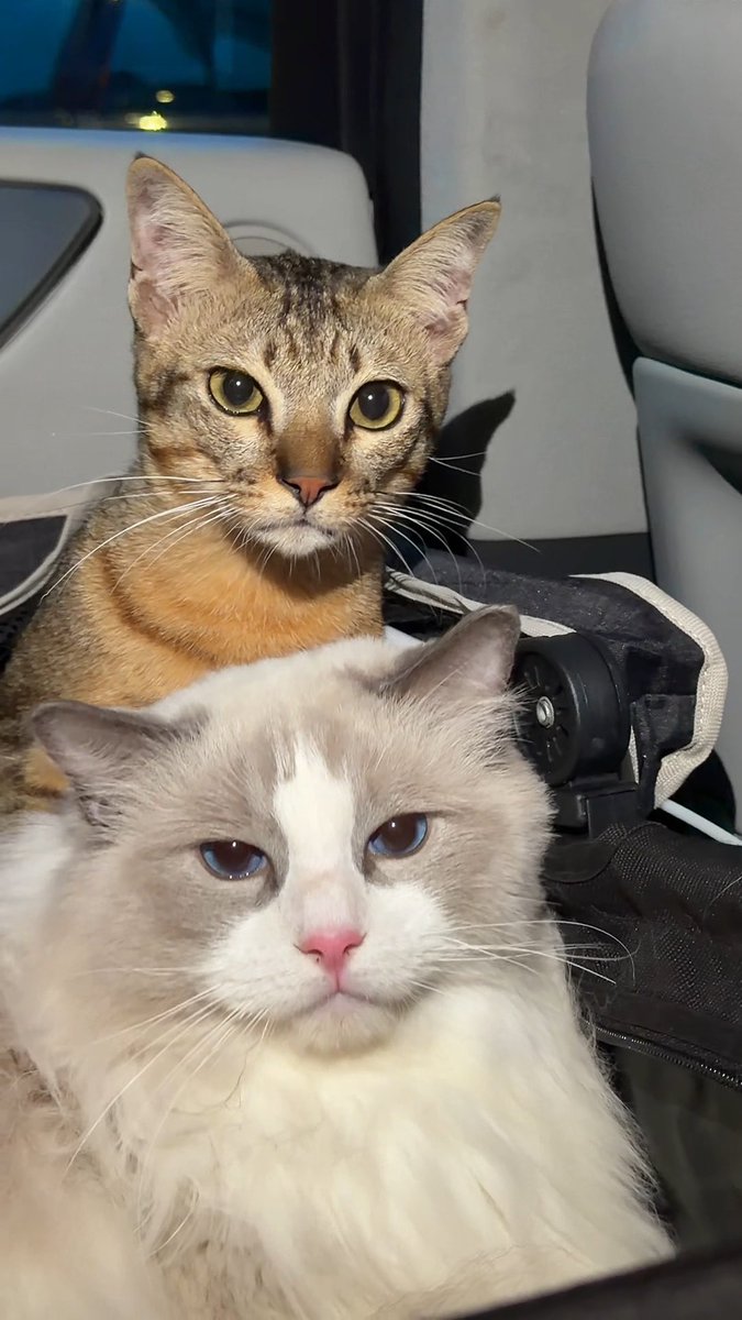 Hope this video make your day. Brothers’ love🐱🥥🥐✨ 🤍 #lookkaewkamollak #babySorbet #babyCroissant #cat
