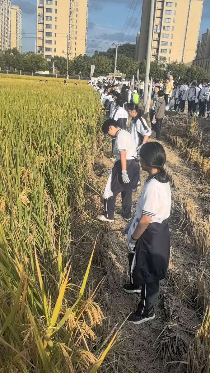 ✨🇨🇳In China, smart agriculture is everywhere these days. Manual rice harvesting is now a rare sight, and it has become a hands-on labor practice project for students.
