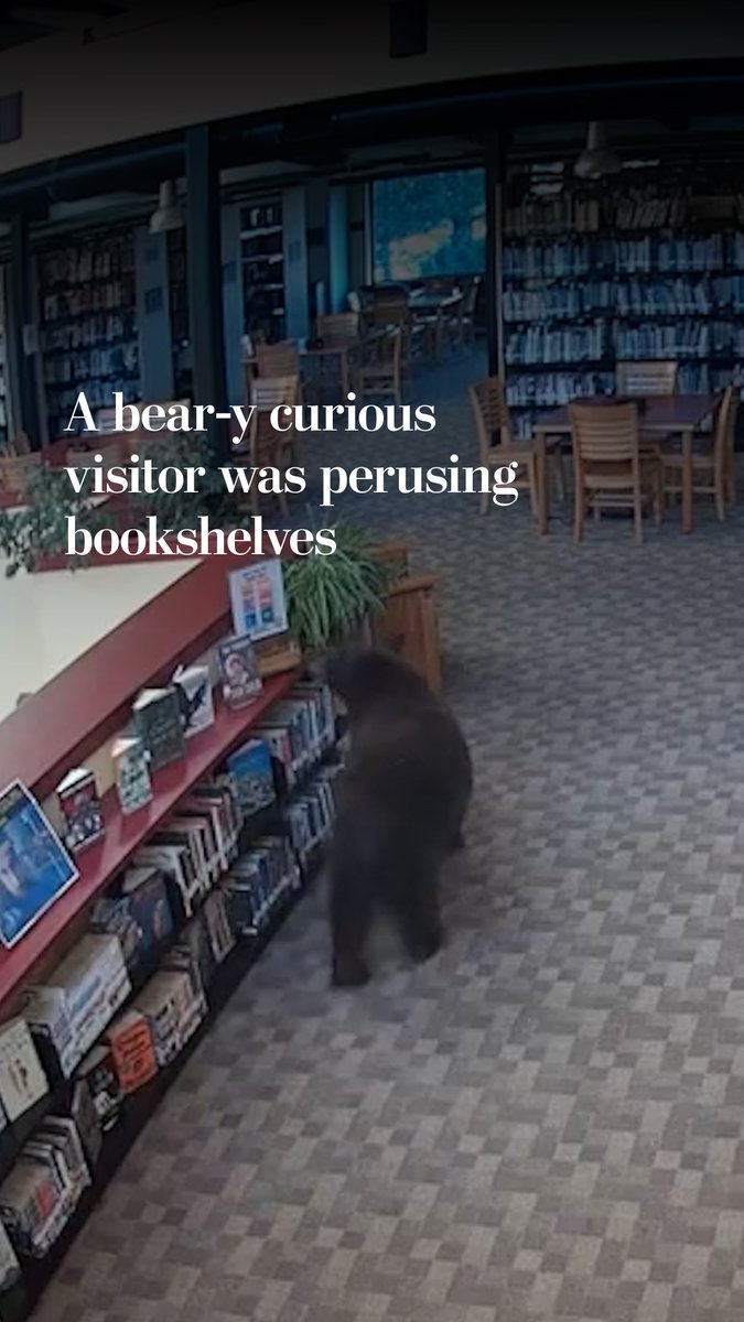 A bear sneakily wandered through a library in Mammoth Lakes, California. Human-bear encounters are on the rise this year in at least 15 states. Across the country, agencies received more bear-related calls than last year. Read more:
