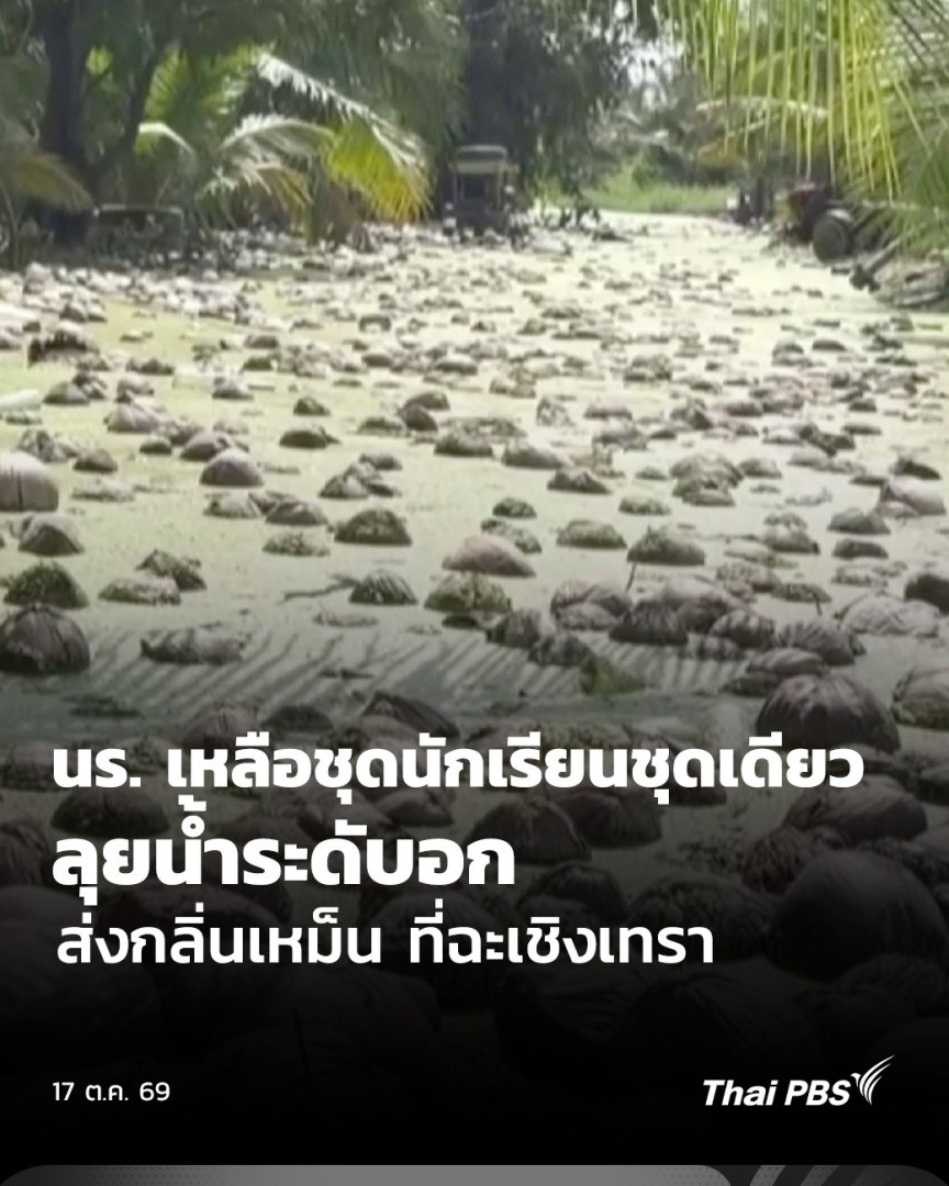 นร. เหลือชุดนักเรียนชุดเดียวลุยน้ำระดับอก ส่งกลิ่นเหม็น ที่ฉะเชิงเทรา ที่ฉะเชิงเทรา นักเรียนหญิงร้องเรียนผ่านสื่อ หลังอพยพออกจากบ้านมานานกว่า 2 สัปดาห์แล้ว ชุดนักเรียนก็จมไปกับน้ำ เหลือเพียงชุดเดียว #ชั่วโมงข่าวเสาร์อาทิตย์ #ThaiPBS #ข่าวไทยพีบีเอส #ข่าวที่คุณวางใจ
