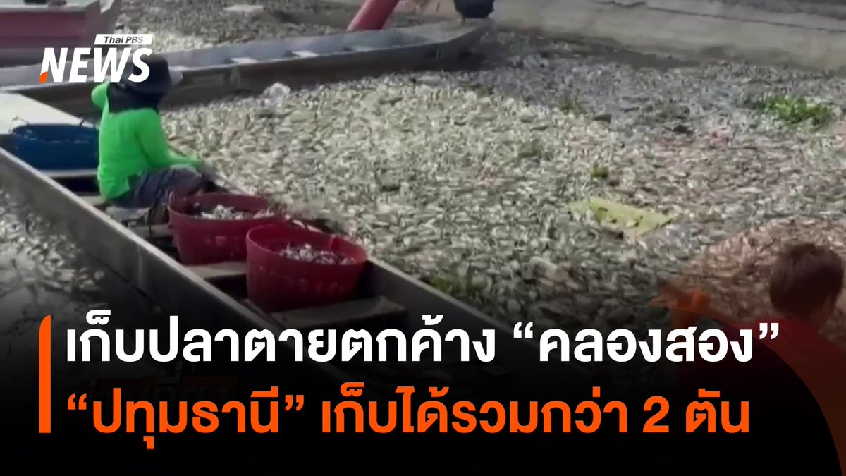เก็บซากปลาตายตกค้างในพื้นที่คลองสอง "ปทุมธานี" รวมกว่า 3 ตันแล้ว จนท.จะนำซากไปกำจัด โดยวันนี้ (17 ต.ค.2569) ปริมาณซากปลาลดลงจากเมื่อ 2 วันก่อน #ปทุมธานี #คลองสอง #ปลาตาย #น้ำท่วม #ปลา #ข่าววันนี้ #ข่าวที่คุณวางใจ #ThaiPBSnews