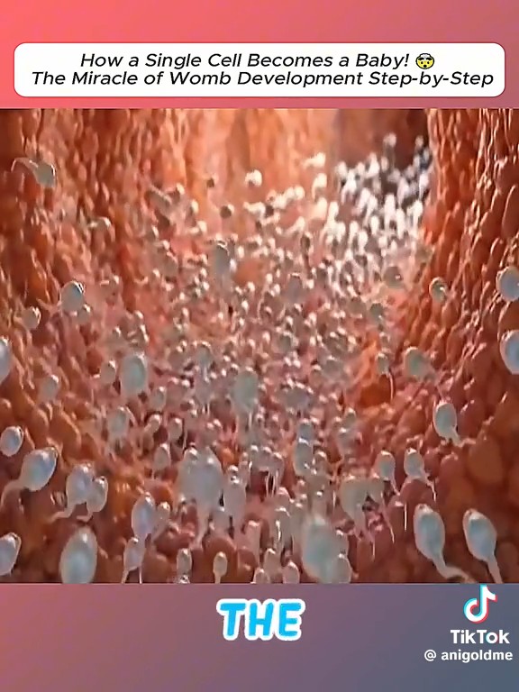 How a single cell becomes a baby! The miracle of womb development step_by_step