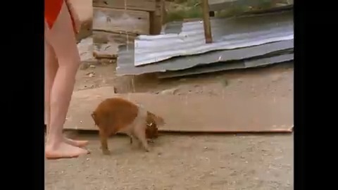The Pigkeepers Daughter Classic Porn Video #KSPLAY88