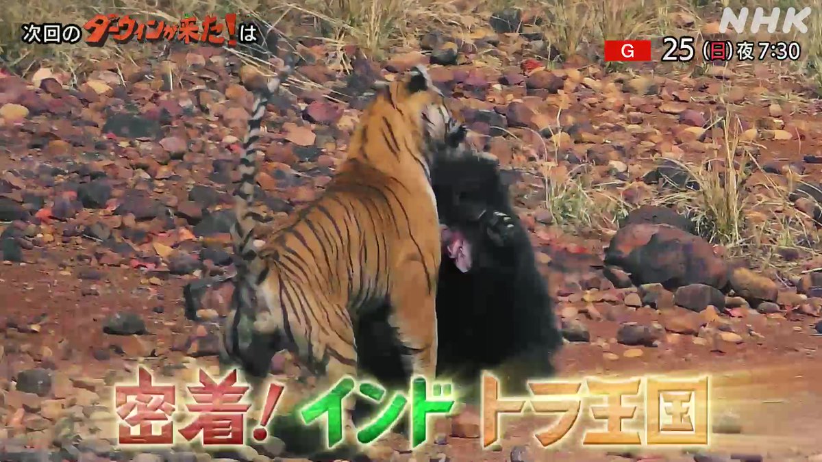 次回25日は 【密着！インド トラ王国】 👇音声つき予告動画はこちら 困難な局面を生き抜こうとするベンガルトラに長期密着！✨ ▼ナマケグマとの壮絶な戦い ▼オスとの関係を巧みにコントロールしながら、かわいい子を守る母の子育て