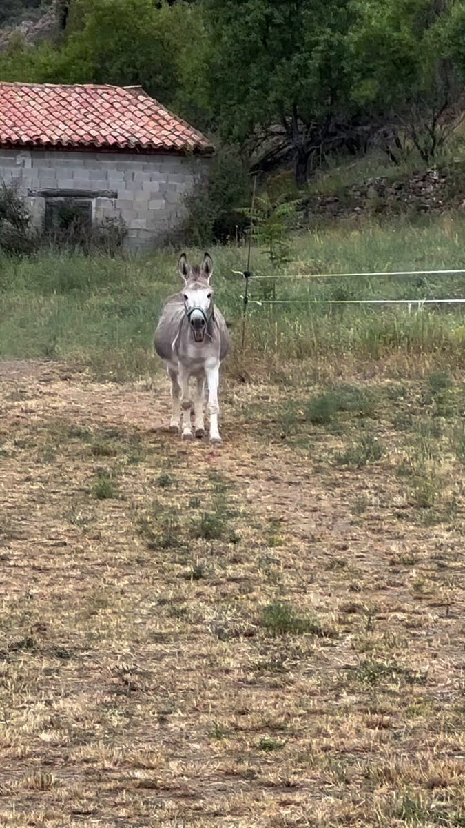 No, BURRO no es un insulto. Pocas especies han dado tanto a cambio de tan poco y de un trato a menudo cruel. Ha sido el pilar de la economía rural, el motor del campo y el compañero más fiel. ¿Su premio? Convertir su nombre en sinónimo de ignorancia. Nos enseñaron que el burro es "terco" y "estúpido", pero eso solo demuestra nuestra propia ignorancia: el burro solo avanza si el terreno es seguro. Menospreciar al burro no es solo una imprecisión biológica: es una ingratitud histórica.