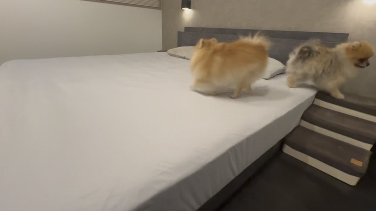 バックでベッドインするソイくんが 可愛すぎるから見てほしい🤣笑