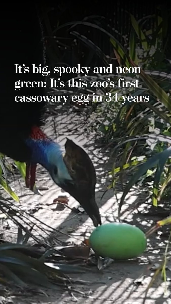 For the first time in 34 years, a cassowary laid an egg at Australia's Adelaide Zoo. 10-year-old Martha has been mating with 13-year-old Jeffrey. Dad will takeover incubating the neon green egg and, hopefully, it will hatch.