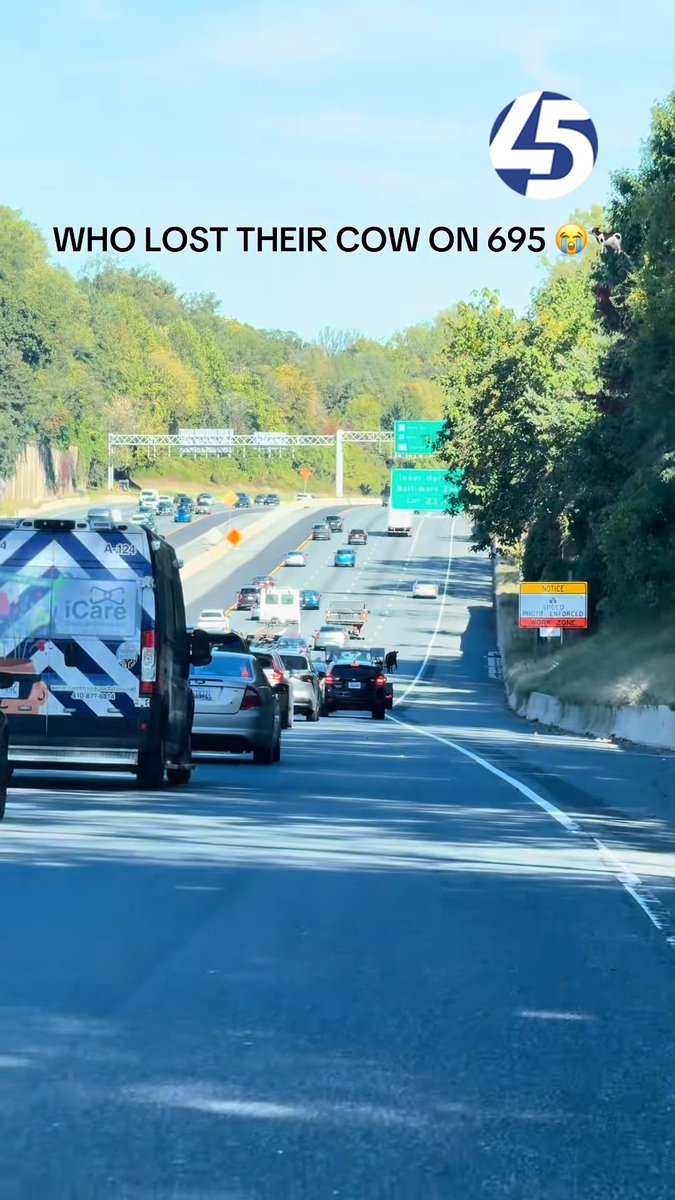 WATCH: A runaway cow led Baltimore County police on a chase through the woods and onto I-695 Wednesday. Police said they used a rope to wrangle the cow to safety. 🎥 Courtesy: @troysvibing via TikTok Details: